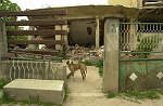 Kosovo trip
Dog pears out of a gateless home that was destroyed by an expolsion in the town of Vitina.