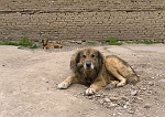 Kosovo trip
Dogs relax in potholes of a street in Vitina.